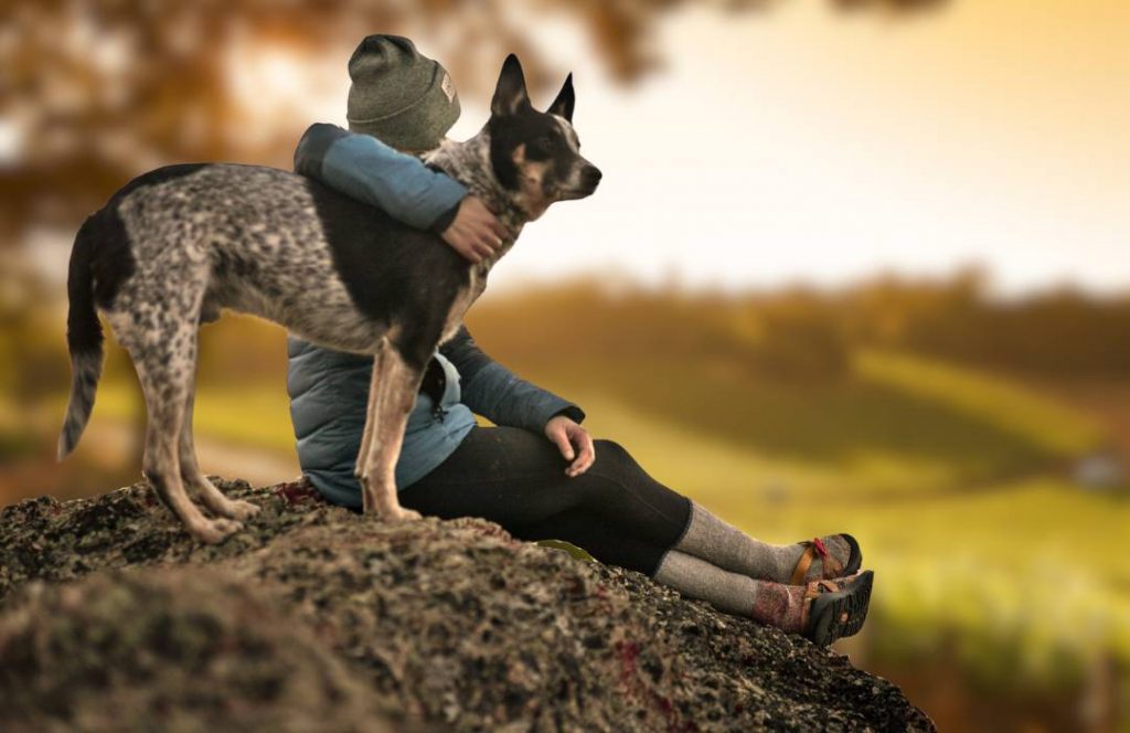 Beschäftigung mit Hund